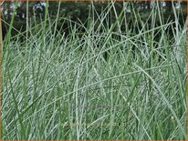 Poa labillardierei 'Glauca'