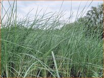 Poa labillardierei 'Glauca'