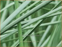 Poa labillardierei 'Glauca'