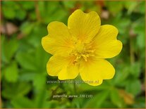Potentilla aurea