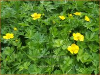 Ranunculus acris