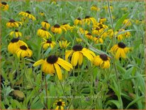 Rudbeckia &#39;American Gold Rush&#39;