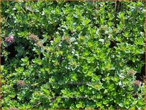 Thymus praecox &#39;Hall&#39;s Variety&#39;