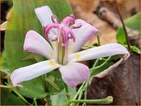 Tricyrtis &#39;Tojen&#39;