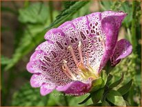 Digitalis purpurea &#39;Monstrosa&#39;