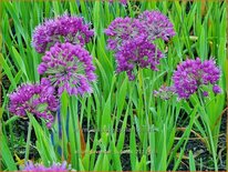 Allium 'Lavender Bubbles'