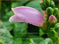 Chelone lyonii 'Pink Temptation'