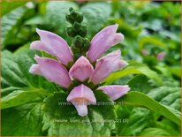 Chelone lyonii 'Pink Temptation'