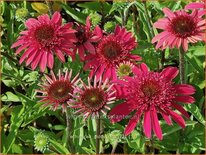 Echinacea 'Giddy Pink'