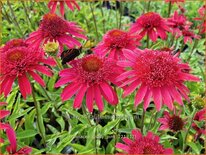 Echinacea 'Giddy Pink'