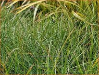 Festuca &#39;Sunrise&#39;
