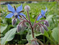 Borago officinalis