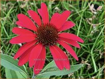 Echinacea purpurea &#39;Prima Ruby&#39;