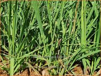 Molinia arundinacea &#39;Les Ponts de Cé&#39;