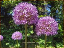 Allium &#39;Globemaster&#39; (pot 11 cm)