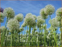 Allium &#39;Mount Everest&#39; (pot 11 cm)