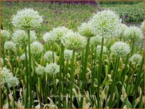 Allium &#39;Mount Everest&#39; (pot 11 cm)