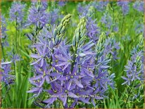 Camassia leichtlinii &#39;Caerulea&#39; (pot 11 cm)