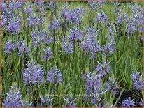 Camassia leichtlinii &#39;Caerulea&#39; (pot 11 cm)