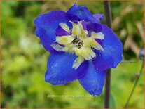 Delphinium 'Yellow Pearl' (pot 11 cm)