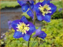 Delphinium 'Yellow Pearl' (pot 11 cm)