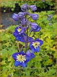 Delphinium 'Yellow Pearl' (pot 11 cm)