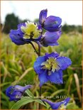 Delphinium 'Yellow Pearl' (pot 11 cm)