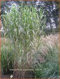 Miscanthus giganteus &#39;Lottum&#39; (pot 11 cm)
