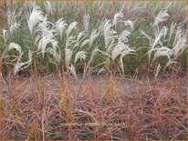 Miscanthus sinensis &#39;China&#39; (pot 11 cm)