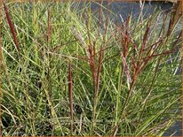 Miscanthus sinensis &#39;Dread Locks&#39; (pot 11 cm)