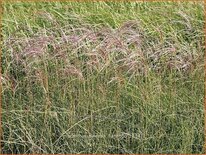 Miscanthus sinensis &#39;Flamingo&#39; (pot 11 cm)