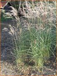 Miscanthus sinensis &#39;Ferner Osten&#39; (pot 11 cm)