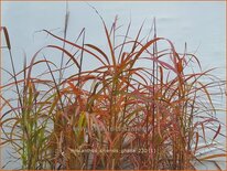 Miscanthus sinensis &#39;Ghana&#39; (pot 11 cm)