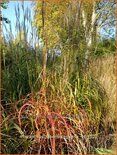 Miscanthus sinensis &#39;Ghana&#39; (pot 11 cm)