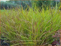 Miscanthus sinensis &#39;Ibiza&#39; (pot 11 cm)