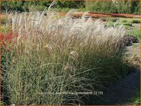 Miscanthus sinensis &#39;Kleine Fontäne&#39; (pot 11 cm)