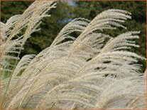 Miscanthus sinensis &#39;Kleine Fontäne&#39; (pot 11 cm)