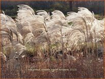 Miscanthus sinensis &#39;Kleine Fontäne&#39; (pot 11 cm)