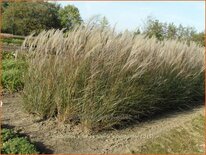 Miscanthus sinensis &#39;Kleine Silberspinne&#39; (pot 11 cm)