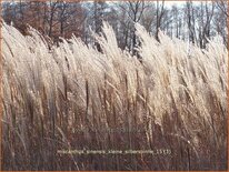 Miscanthus sinensis &#39;Kleine Silberspinne&#39; (pot 11 cm)