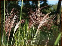 Miscanthus sinensis &#39;Malepartus&#39; (pot 11 cm)