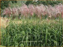 Miscanthus sinensis &#39;Rosi&#39; (pot 11 cm)