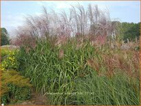 Miscanthus sinensis &#39;Rosi&#39; (pot 11 cm)