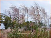 Miscanthus sinensis &#39;Rosi&#39; (pot 11 cm)