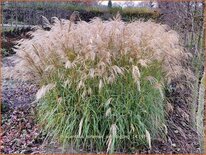 Miscanthus sinensis &#39;Verneigung&#39; (pot 11 cm)