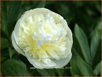 Paeonia &#39;Duchesse de Nemours&#39; (pot 11 cm)