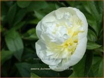 Paeonia &#39;Duchesse de Nemours&#39; (pot 11 cm)