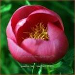 Paeonia &#39;Karl Rosenfield&#39; (pot 11 cm)