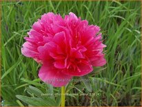 Paeonia officinalis &#39;Rosea Plena&#39; (pot 11 cm)