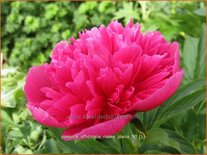 Paeonia officinalis &#39;Rosea Plena&#39; (pot 11 cm)